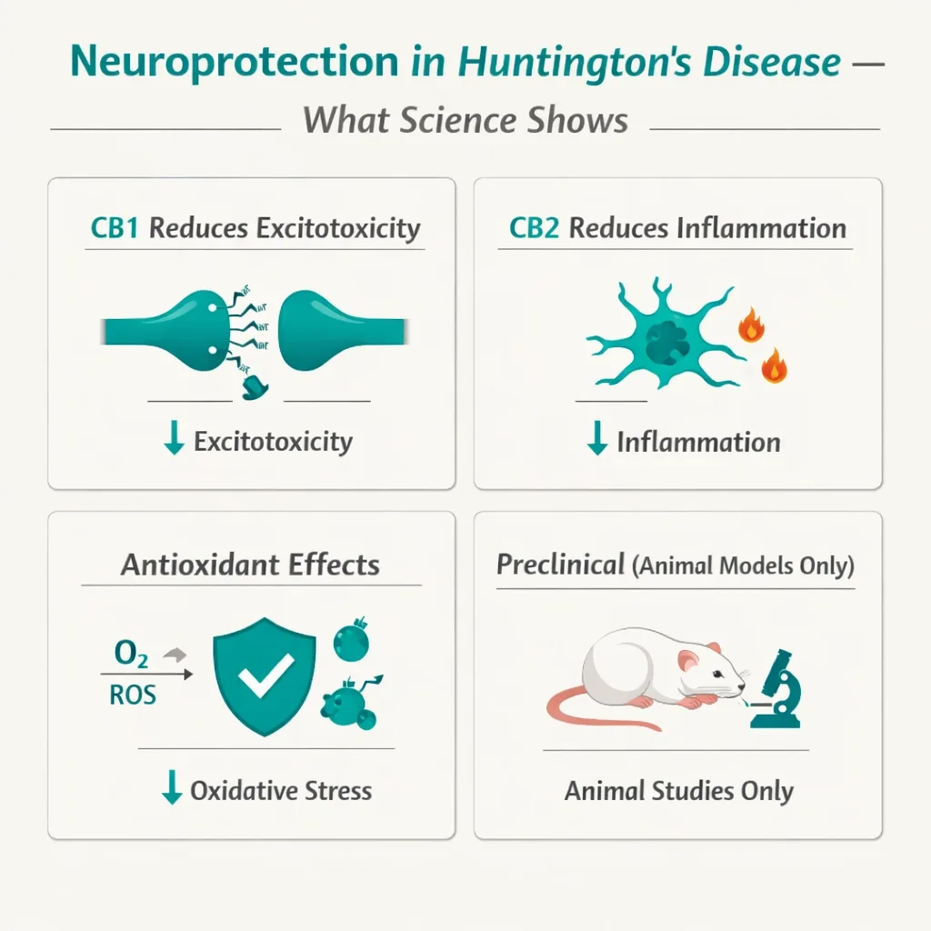 cannabinoid neuroprotection Huntington’s disease CB1 CB2 excitotoxicity inflammation infographic
