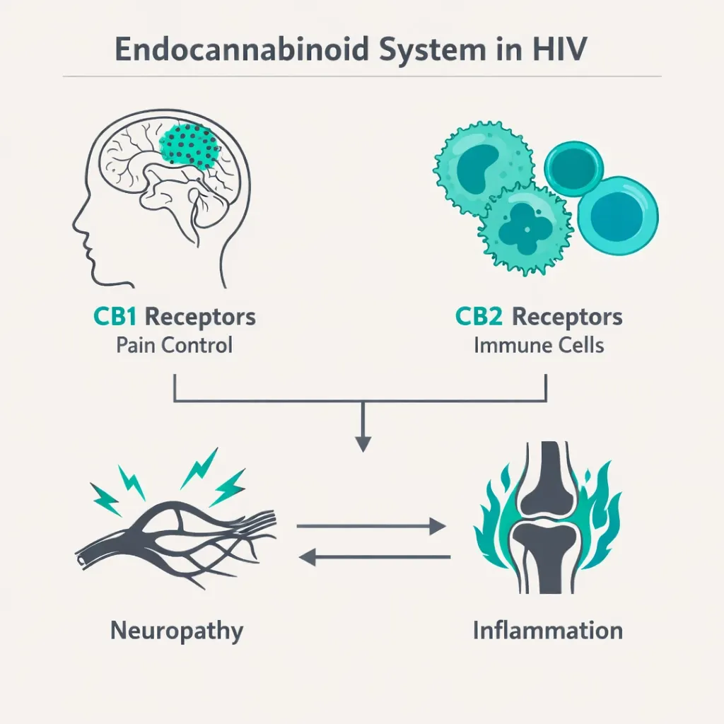 endocannabinoid system HIV CB1 CB2 receptors immune cells neuropathy inflammation illustration