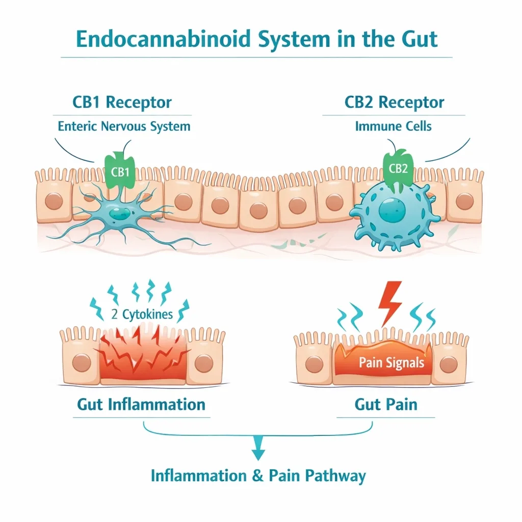 endocannabinoid system gut CB1 CB2 receptors inflammation pain regulation IBD illustration