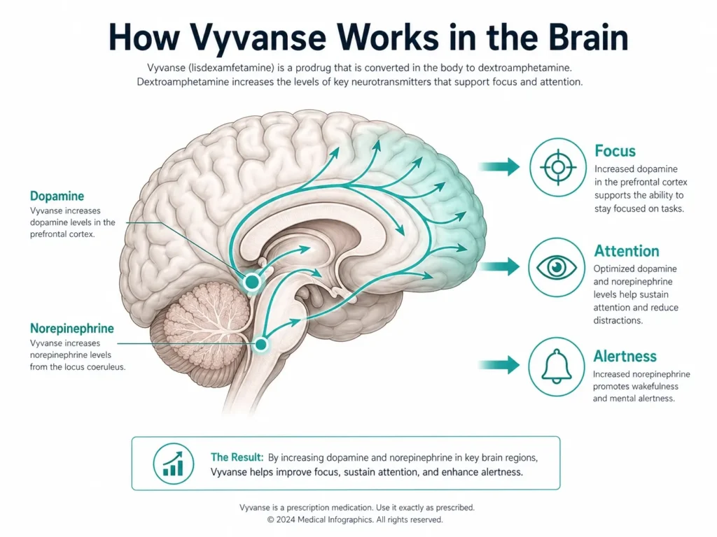 how vyvanse works dopamine norepinephrine brain diagram