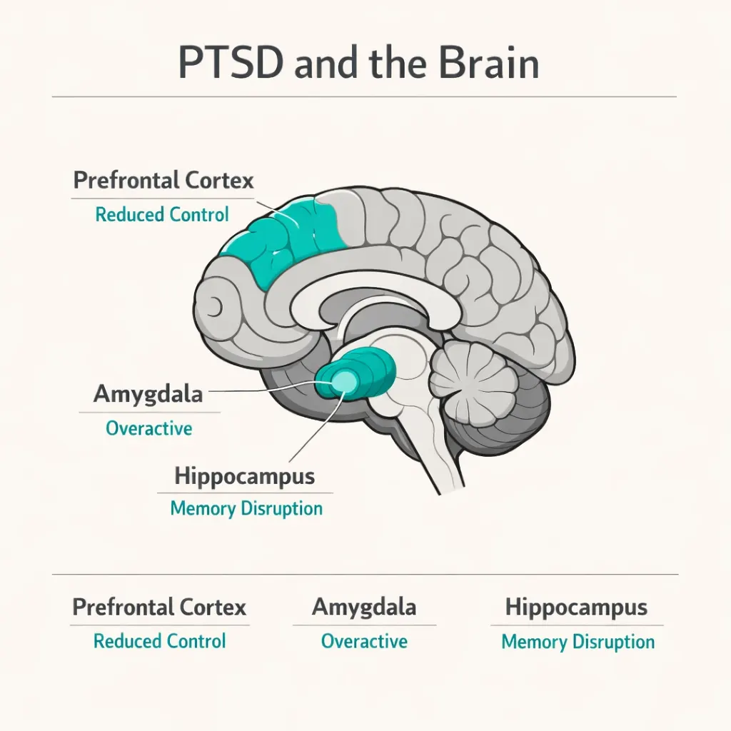 PTSD brain amygdala prefrontal cortex hippocampus diagram fear response