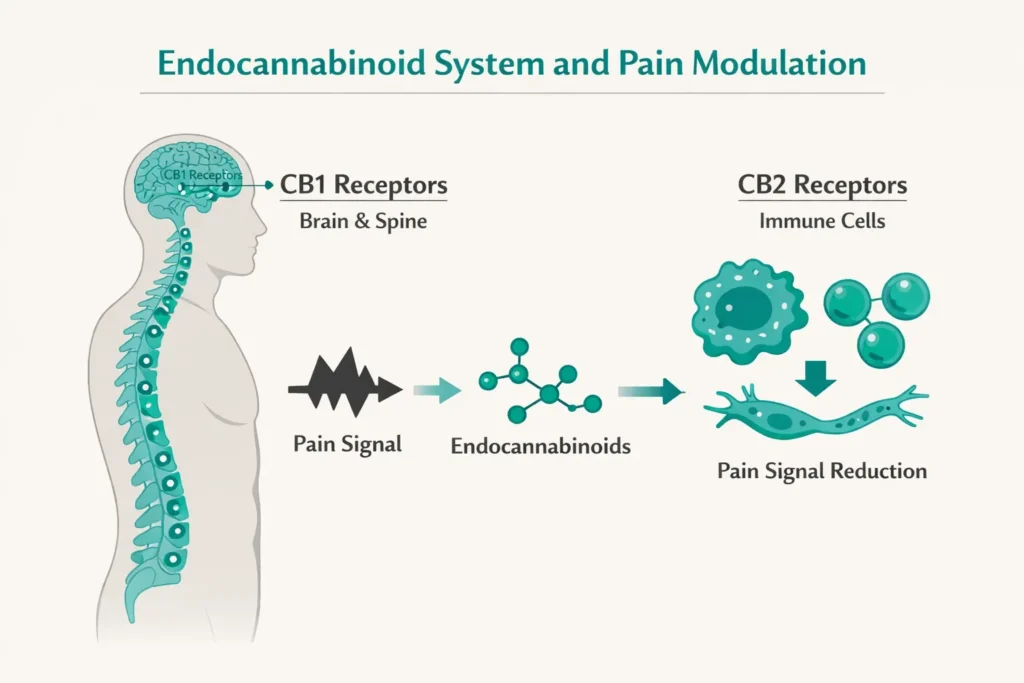 endocannabinoid system pain CB1 CB2 receptors pain modulation diagram