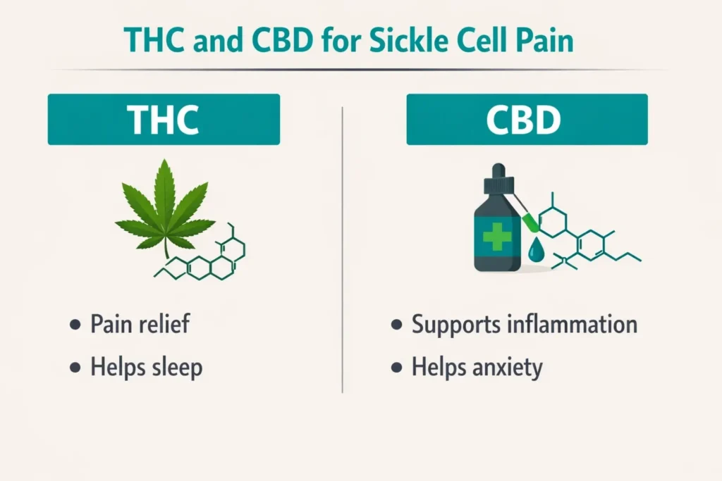 THC vs CBD sickle cell pain relief comparison infographic