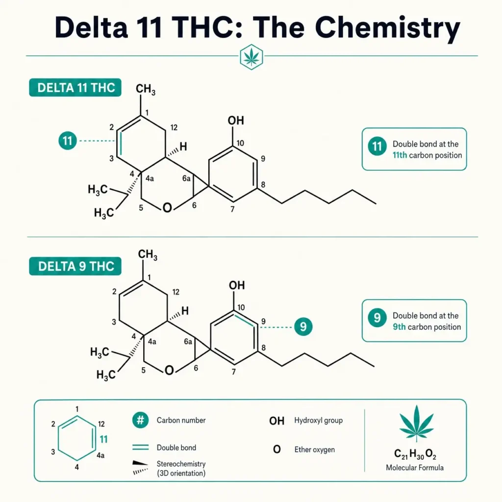 delta 11 thc chemistry compared with delta 9 thc molecular structure infographic
