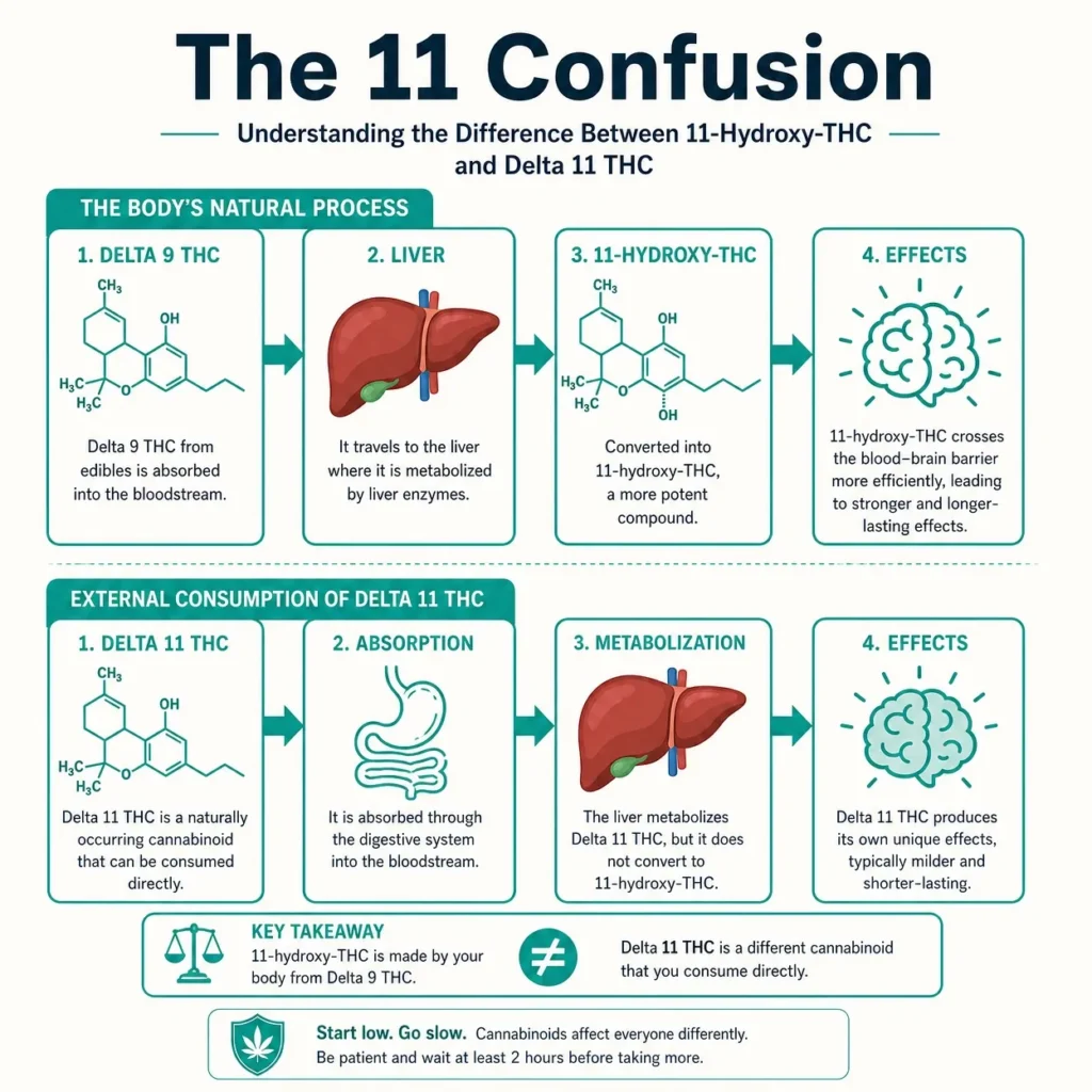 delta 11 THC vs 11 hydroxy THC infographic explaining the difference between a cannabinoid and a liver metabolite