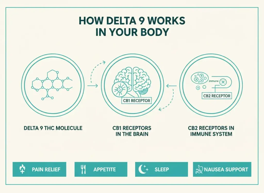 how delta 9 thc works in the body infographic
