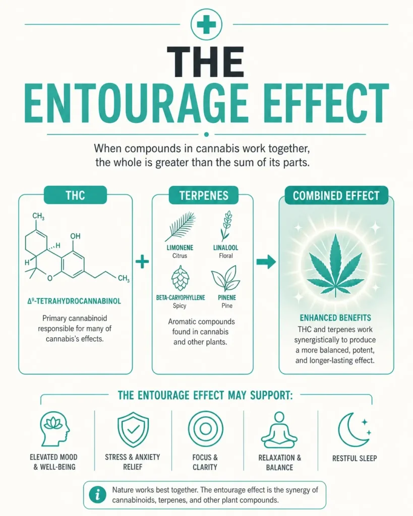 entourage effect cannabis infographic