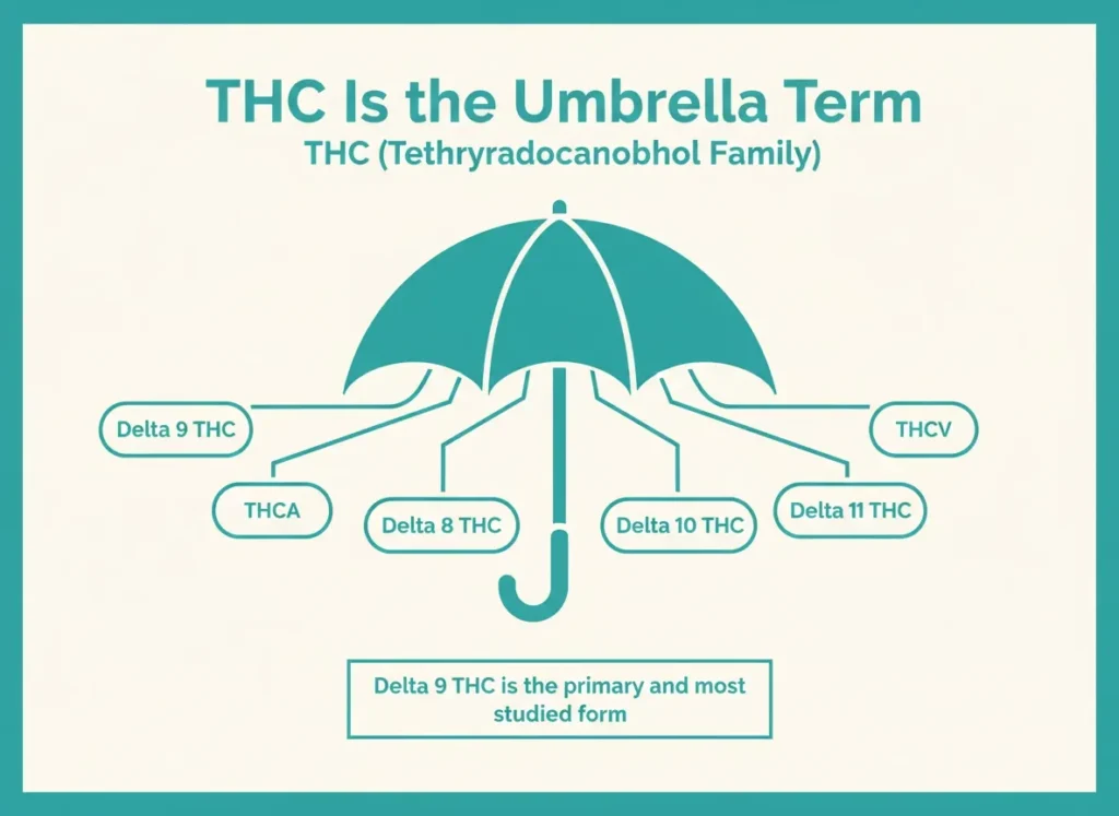 thc umbrella term and cannabinoid family infographic