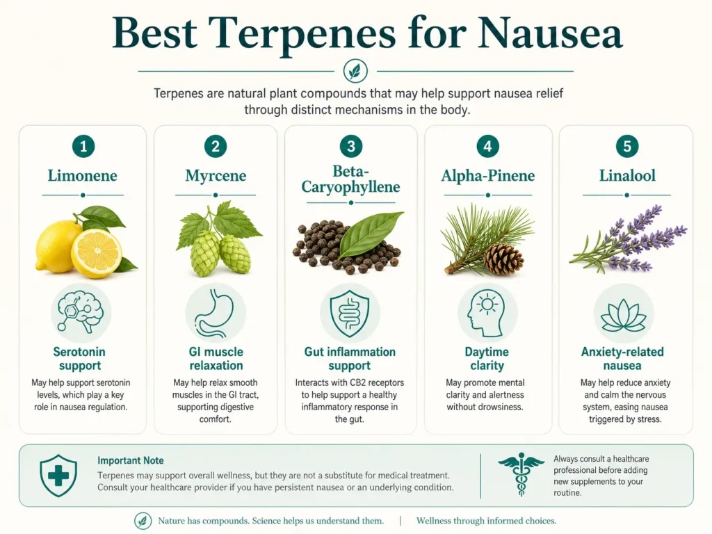 best terpenes for nausea limonene myrcene and beta caryophyllene infographic