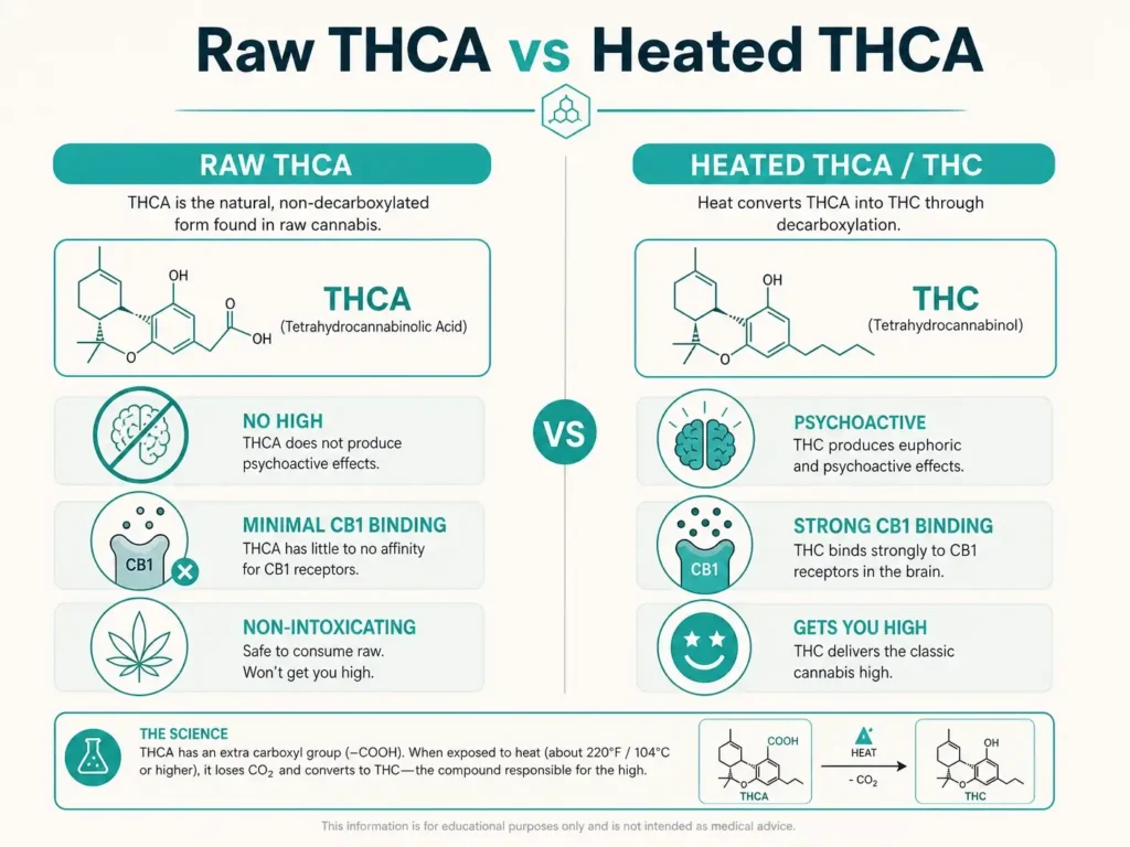 raw thca vs heated thca comparison infographic
