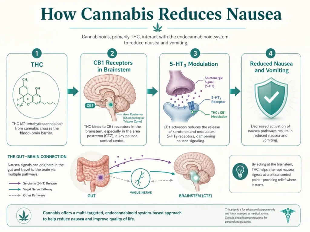 how cannabis reduces nausea through cb1 receptors infographic