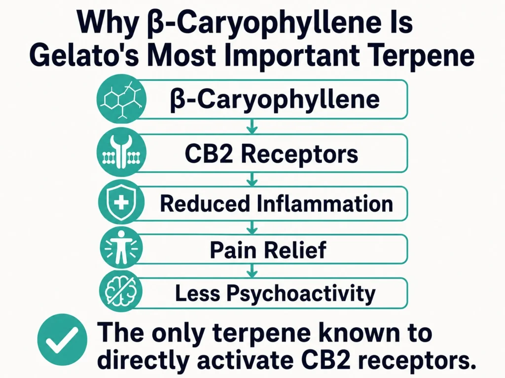 beta caryophyllene benefits in Gelato infographic
