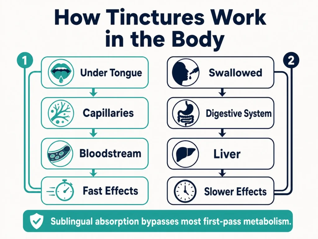 how herbal tinctures work infographic