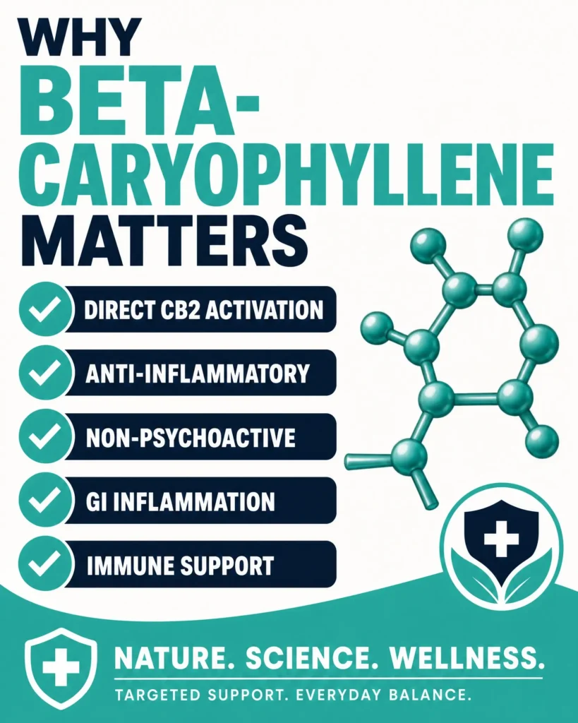 beta caryophyllene anti inflammatory terpene infographic