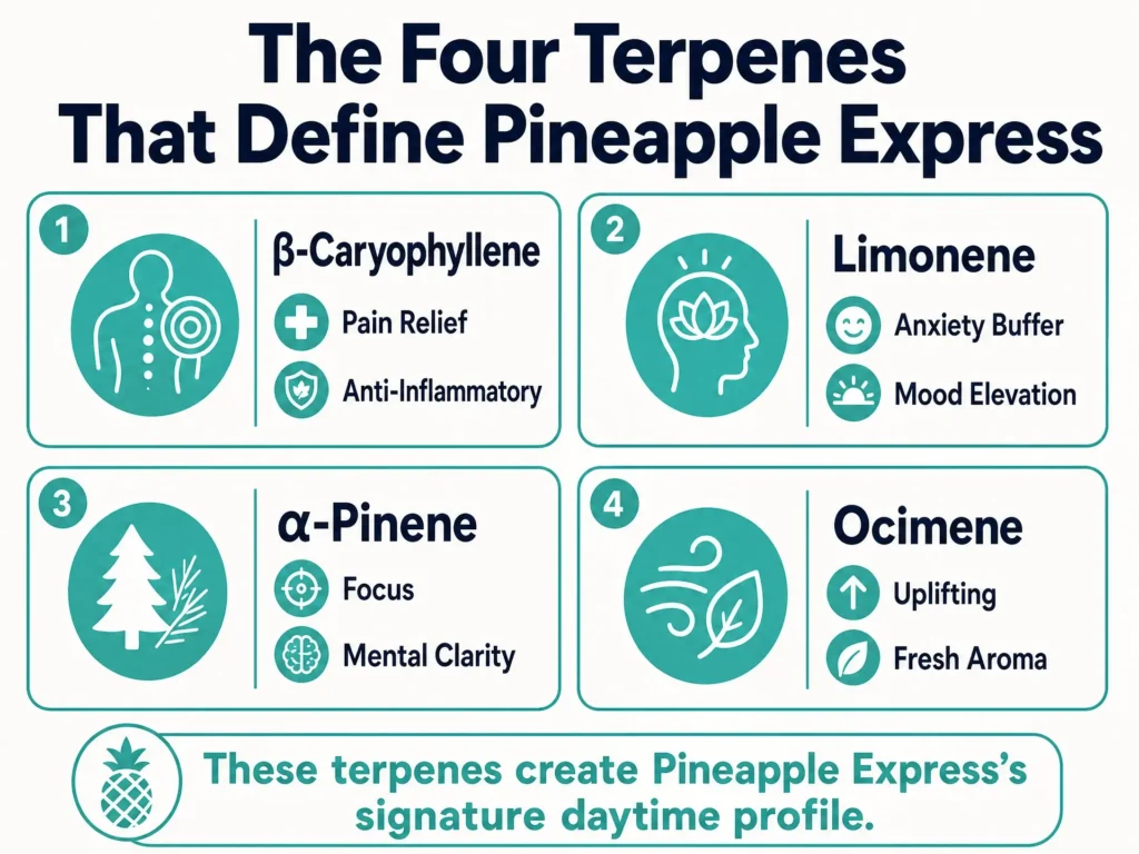 Pineapple Express terpene profile infographic