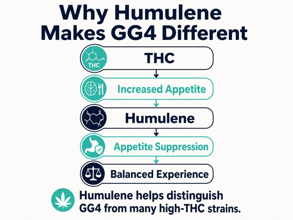 humulene appetite suppression infographic