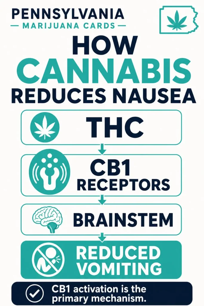 how cannabis reduces nausea through CB1 receptors infographic
