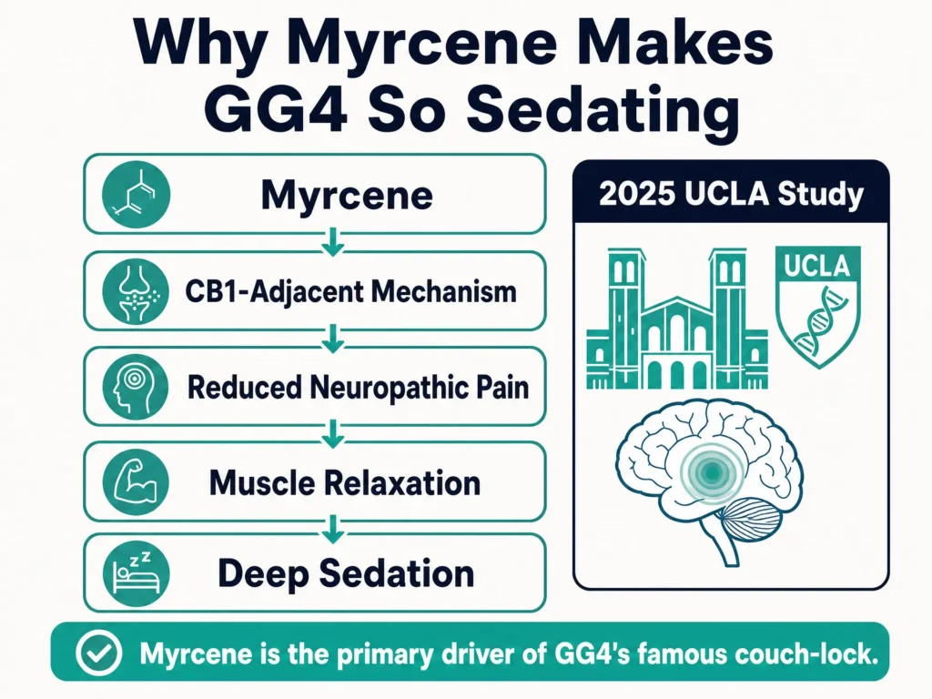 myrcene sedation mechanism infographic