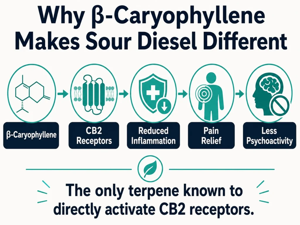 beta caryophyllene benefits in Sour Diesel infographic