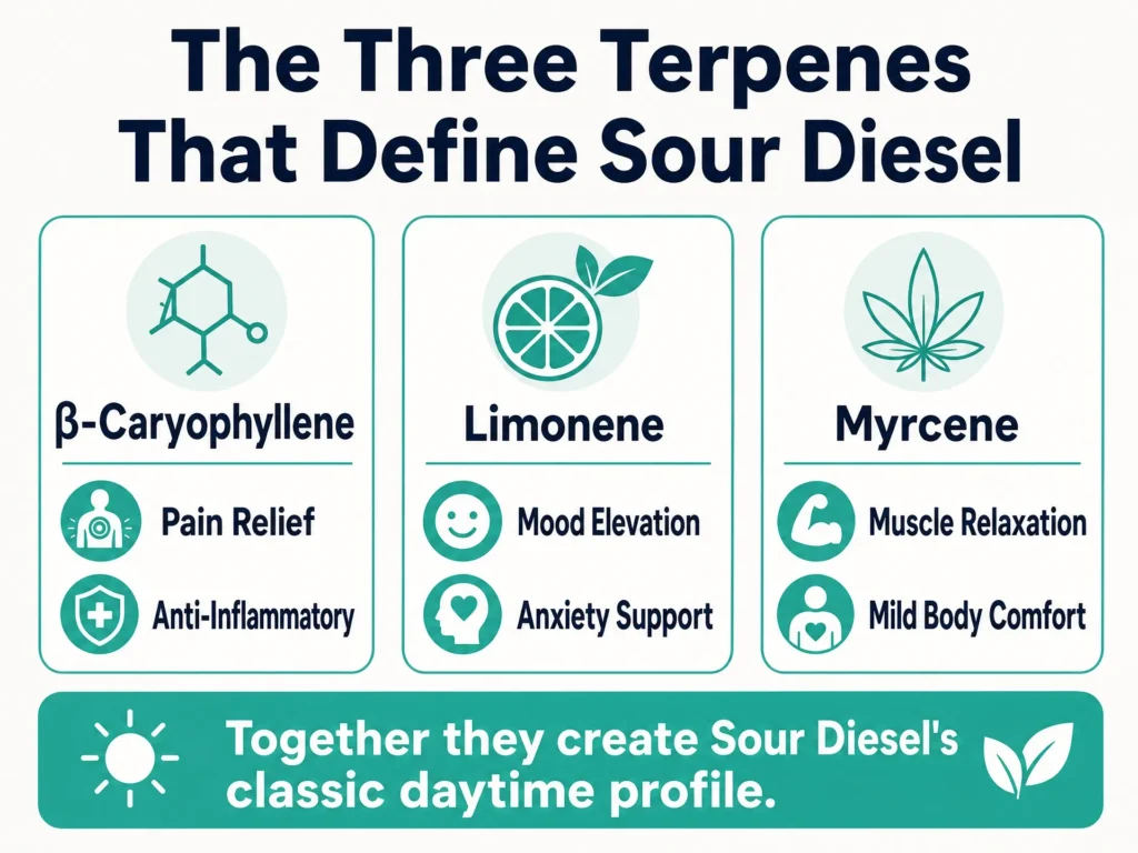 Sour Diesel terpene profile infographic