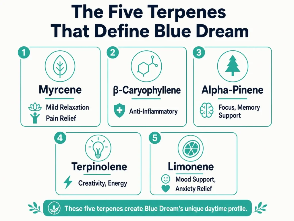 Blue Dream terpene profile infographic
